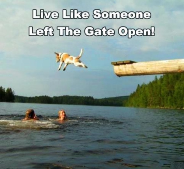 dog gate open